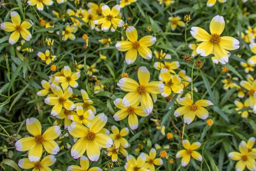 Penny Hicks/shutterstock.com