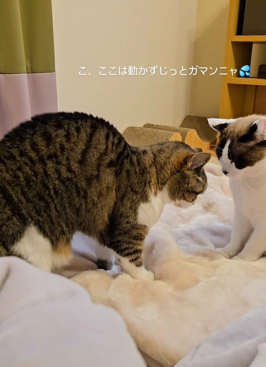 出所：@hukuhukuhappi