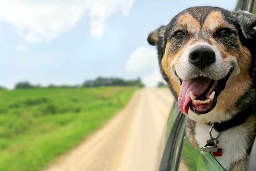愛犬とキャンピングカーで旅「ペットに優しい軽キャンパー」オススメ3選