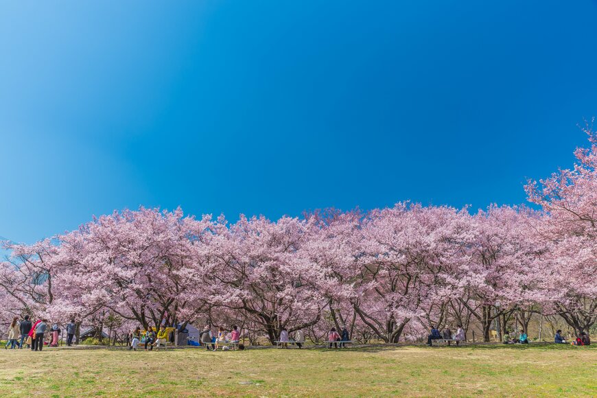 【2024年版】東日本「桜の名所」ランキングを発表！1位のおすすめ旅行ツアーも紹介