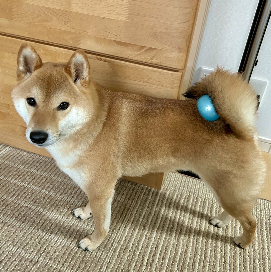 ボールがなくて落ち込む柴犬