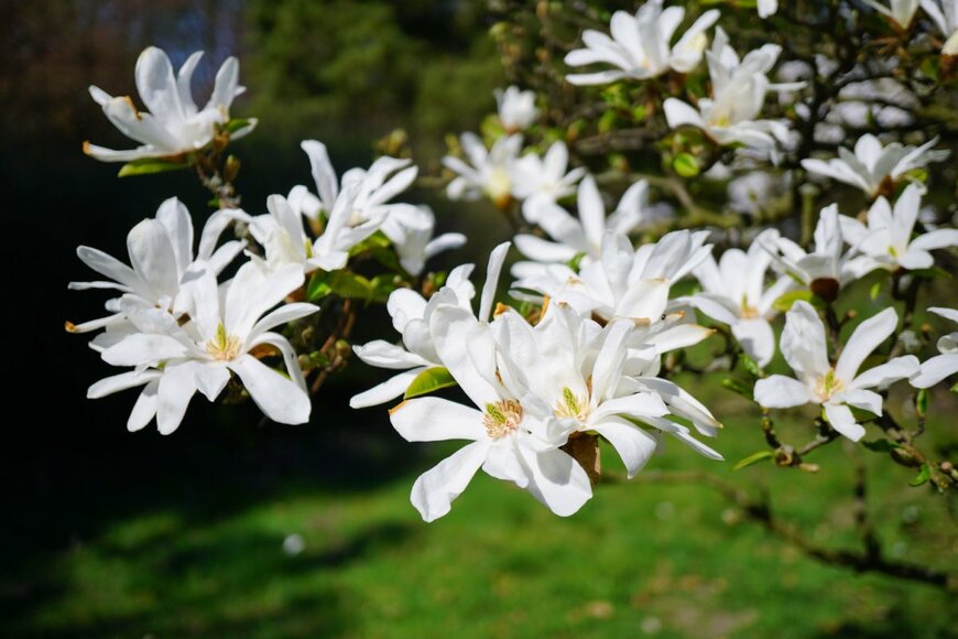 コブシの白い花が咲いている。モクレン科の庭木