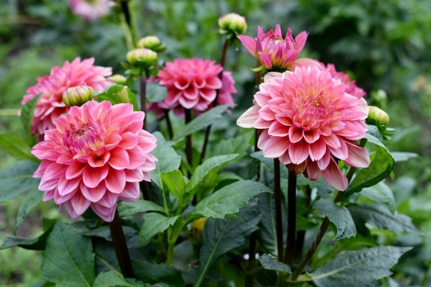 ピンクの花を咲かせている、ダリア