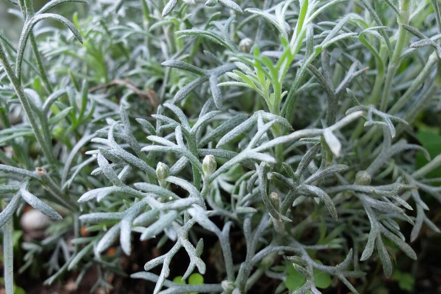 ローダンセマムの花の写真