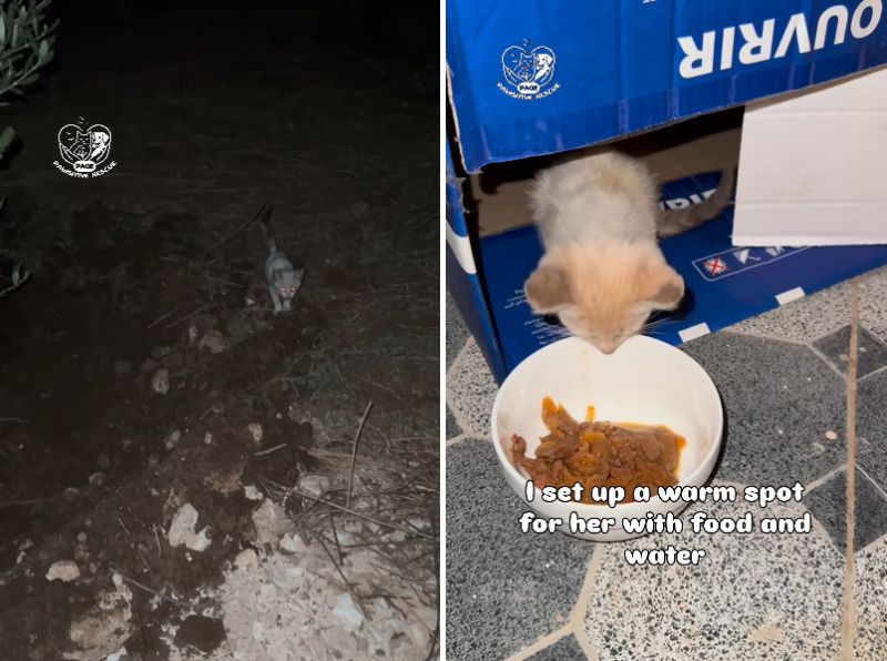 出所：<u><a href="https://www.instagram.com/p/DdKExYbhbrY/" target="_blank">@pawsitiverescue.page</a></u>
