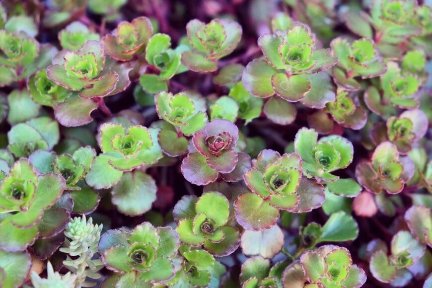 セダム・ドラゴンズブラッド」は銅葉が美しい