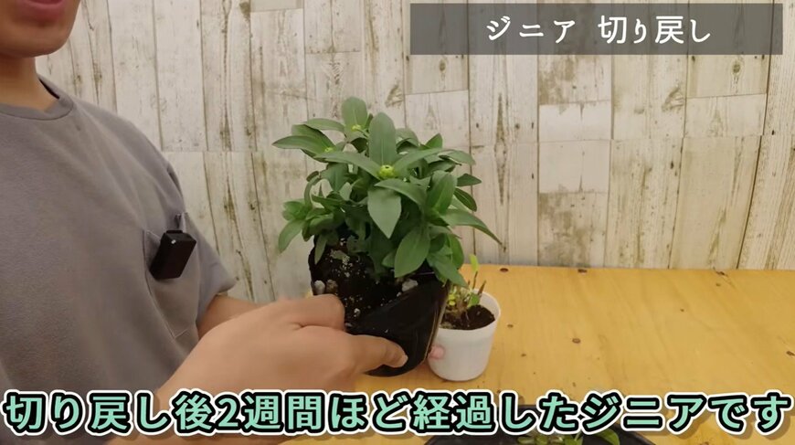 ジニアの切り戻し動画のワンシーン