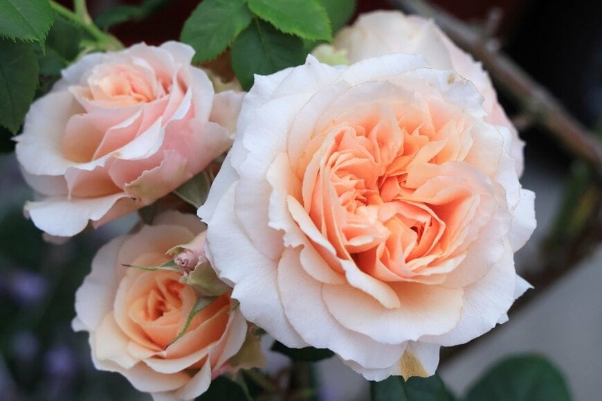 アプリコットオレンジの花を咲かせている、キズナ