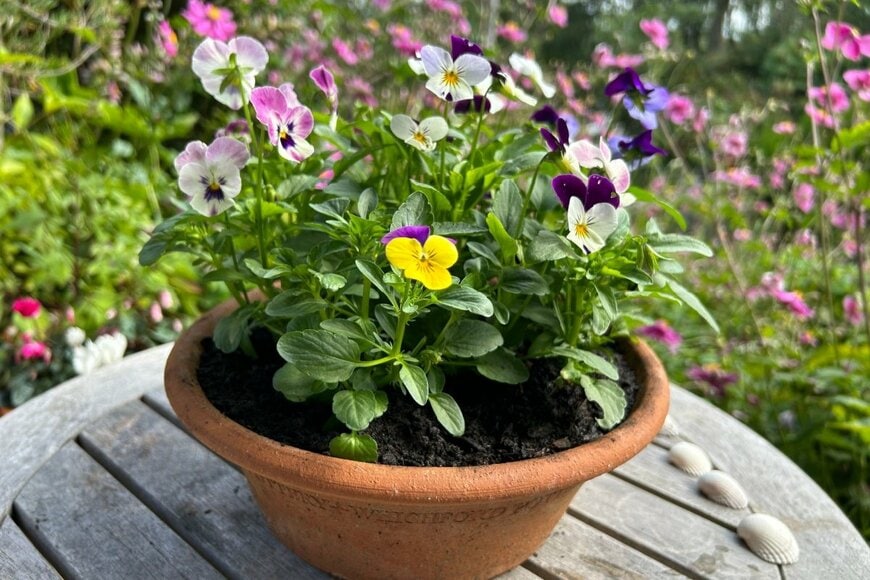 パンジーの鉢植え