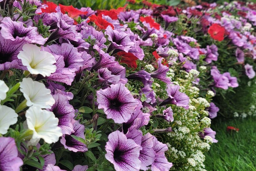 庭一面に広がる、美しい白と紫のペチュニアの花。