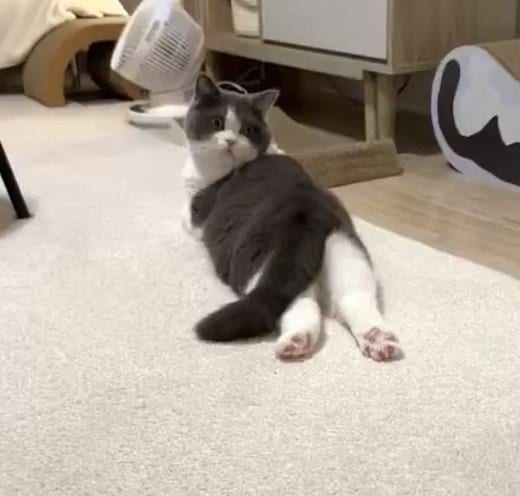 後ろ姿のおもちちゃん