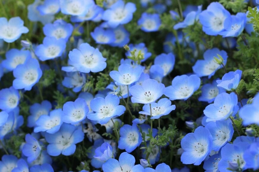 青いネモフィラの花畑。