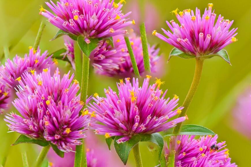 センニチコウファイヤワークスの花。色はピンク。