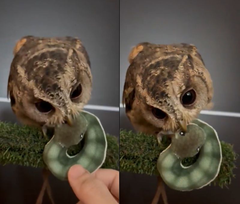 投稿動画のワンシーン