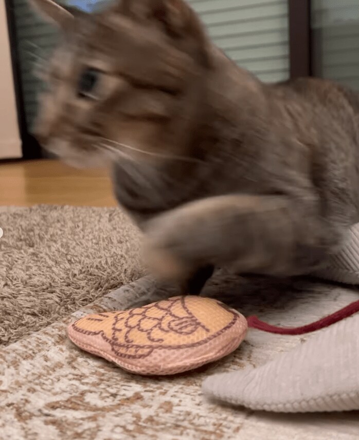 パパ大好きな猫