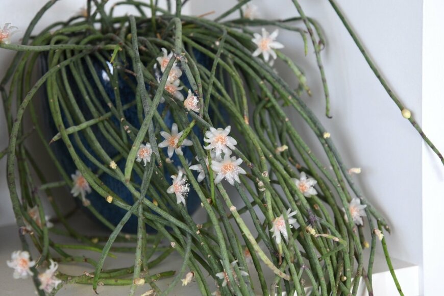 リプサリスの花。花弁の色は白色、中央部は淡いオレンジ色。