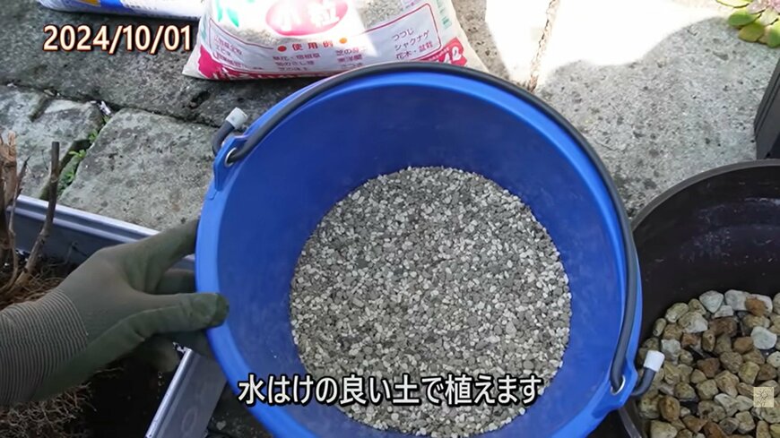 アジサイを植え替え用の培養土