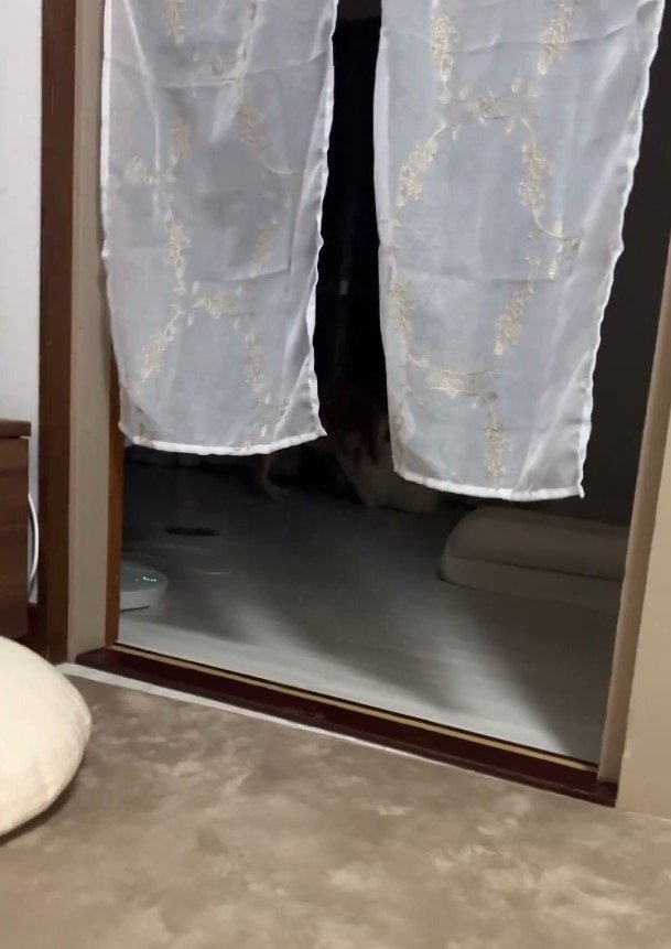 クッションを持ってくる犬