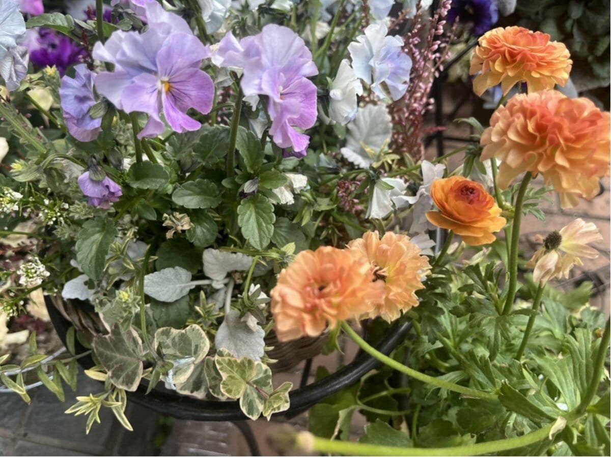 寄せ植えより簡単】置くだけで玄関映える《ラナンキュラス主役の寄せ鉢