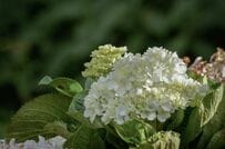 【2026年最新】梅雨のドライブはここへ！　「初夏の花々」に癒やされる関西の道の駅4選