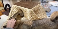 「ポカポカでたまらニャ～い！」猫用こたつにどんどん吸い込まれていく猫ちゃんたちを発見！