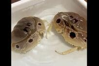 飼育しているカニ2匹の行動に5万いいね　かわいすぎる行動に思わずほっこり