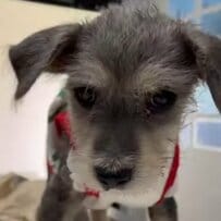  野良犬に襲われた2か月の仔犬を救助　「見違えるように回復した姿」に感動広がる