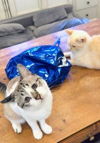 「【問題】風船割ったのは誰？」　2匹の絶妙な面持ちに惑わされる……