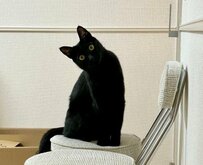 【仕事のツラさも吹き飛ぶ！】GWに連勤確定の飼い主を癒す可愛すぎる猫ちゃんの「？」顔にメロメロ