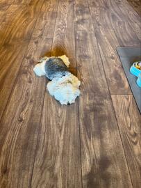 「情けない犬」があまりにも可愛すぎると3.4万いいね　まさかの表情に悶絶