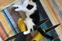 猫の「出勤阻止」を阻止した同居猫　連携プレーが微笑ましい