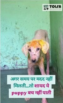 「間に合わなければ生きられなかった」全身疥癬で保護された子犬が元気な姿を取り戻すまでの軌跡