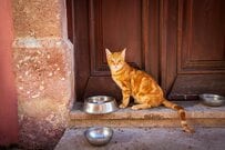 【猫の街】トルコ・イスタンブールの飲食店前で発見した「猫用の皿」　撮影直後の「まさかの展開」が話題に