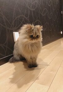 「おウチのひとがかまってくれない…」寂しがり屋な猫ちゃんの”シュン”とした表情に思わず悶絶…