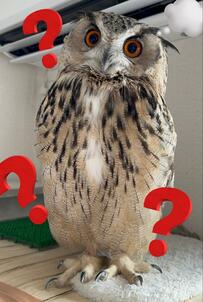 【ツンデレなフクロウ】愛情表現が苦手なフクロウが羽で「おかえり」を伝える姿に温かいコメントが続出