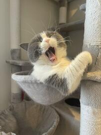 あくびをする猫さんの「ヒゲの動き」が話題　「最大限に開くとこう」