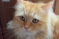 出社後、妻から送られてきた猫の様子が話題　「これは早退直帰したくなる」「心配です」