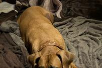 犬がいる家から帰宅した飼い主　土佐犬の反応が可愛すぎると話題！ペット保険について知っていますか？