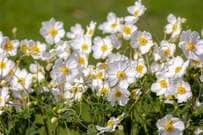 一年中白い花が咲く【ホワイトガーデン】植えっぱなしで季節ごとに花咲くローメンテな多年草6選