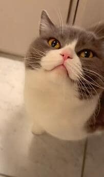 「華麗なジャンプ」お出迎えをしようとすると…飼い主さんによるトラップに立ち向かう猫ちゃん