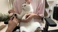  「え！？寝ちゃうの！？」爪切り中に寝る猫ちゃんにSNSユーザーが大爆笑