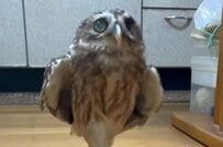 【かわいいフクロウ】室内散歩中に雷が鳴ったら→同居猫との意外な違いも笑える　「かわいすぎてリピしちゃう」