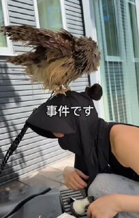 【飼い主の頭の上に乗るフクロウ】何もなかったように甘える姿にキュン！