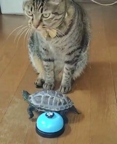 鳴らないよ？亀の甲羅を「おやつベル」と勘違いして押そうとする猫の天然っぷりに笑ってしまう