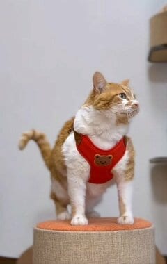 【元保護猫ちゃんのお着替え】今日の格好は？個性的な帽子も「なんでもお似合いだよ」と絶賛の声