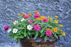 【寄せ植えガーデニング】ジニア（百日草）が主役の寄せ植えをオシャレに作るコツ