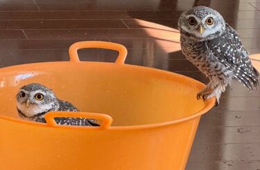 記念日を迎えたフクロウ】これからも元気で…愛情あふれる飼い主