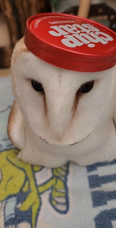 オシャレなフクロウ】頭に乗った赤い帽子 誇らしげな姿に「かわいすぎ 