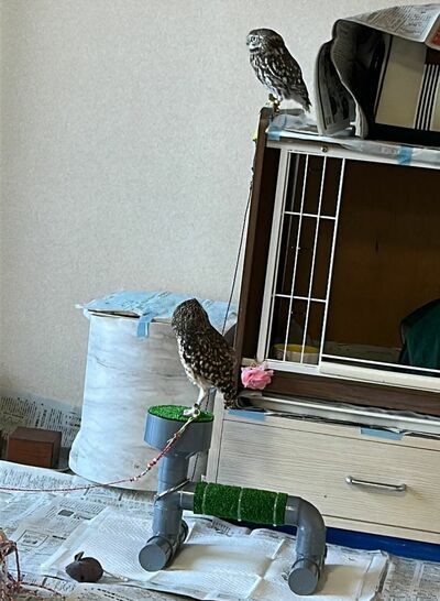 投稿動画のワンシーン