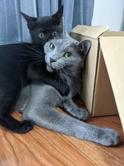 同居猫ちゃんと一緒に写った子猫時代